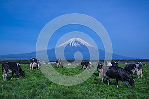 Mt.Fuji and cows