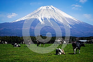 Mt.Fuji and cows in Farm (Japan, Landscape, Animal, Milk)