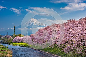 Mt. Fuji, Japan along the Urui River in Spring