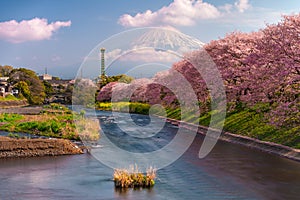 Mt. Fuji, Japan spring landscape