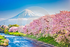 Mt. Fuji, Japan spring landscape