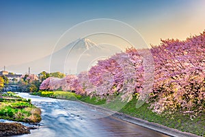 Mt. Fuji, Japan spring landscape