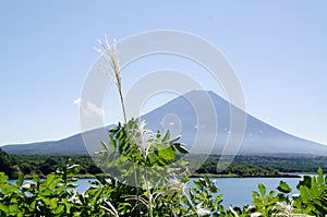 Mt. Fuji with Japanese Pampas Grass in Autumn, Japan