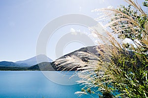 Mt. Fuji with Japanese Pampas Grass in Autumn, Japan