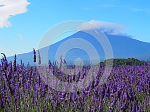 Mt. Fuji and Lavender at Lakeside of Kawaguchi photo