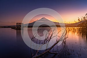 Mt. Fuji over Lake Kawaguchiko with dead tree at sunset in Fujikawaguchiko, Japan.