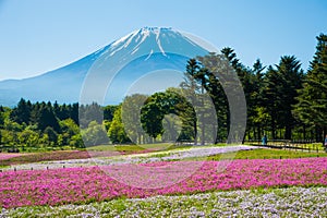 Mt.Fuji with pink Shibazakura field