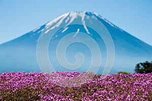 Mt.Fuji with pink Shibazakura field