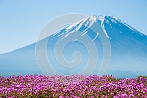 Mt.Fuji with pink Shibazakura field