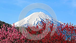 Mt Fuji with plum blossom.