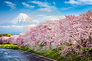 Mt. Fuji in Spring