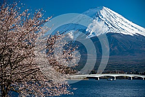 Mt. Fuji in the spring time with cherry blossoms at kawaguchiko Fujiyoshida, Japan. Mount Fuji is Japan tallest mountain and