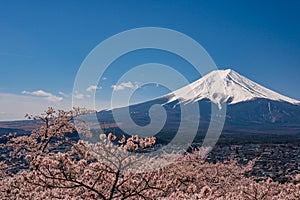 Mt. Fuji in the spring time with cherry blossoms at kawaguchiko Fujiyoshida, Japan. Mount Fuji is Japan tallest mountain and