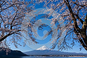 Mt. Fuji in the spring time with cherry blossoms at kawaguchiko Fujiyoshida, Japan. Mount Fuji is Japan tallest mountain and