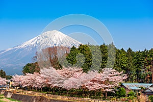 Mt. Fuji viewed from rural Shizuoka Prefecture in Spring Season