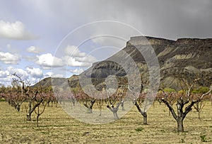 Mt Garfield and the Blooming Peach Trees of Palisade Colorado