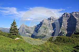 Mt Glarnisch and fir, view from Obere Scheiterboden