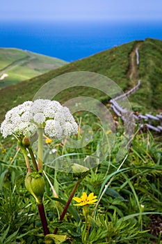 Mt. Gorota Wildflowers on the Cape Tour Course, Rebun Island, Japan photo