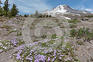 Mt. Hood and skiing trail