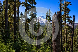 Mt. Hood through the trees