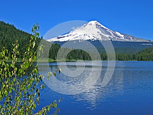 Mt. Hood with Trillium Lake photo