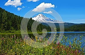 Mt. Hood with Trillium Lake and wildflowers