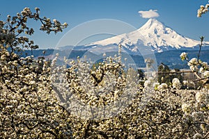 Mt Hood Vally and apple orchards