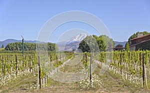 Mt. Hood winery new crops and field.