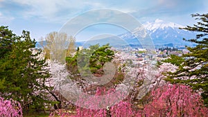 Mt. Iwaki with Full bloom Sakura - Cherry Blossom at Hirosaki park in Japan