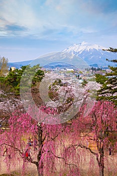 Mt. Iwaki with Full bloom Sakura - Cherry Blossom at Hirosaki park in Japan