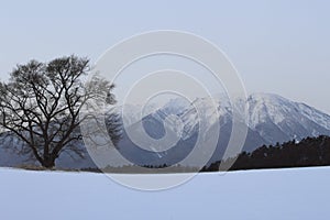 Mt.Iwate and cherry in winter photo