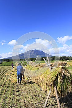 Mt.Iwate and Landscape of rice field photo