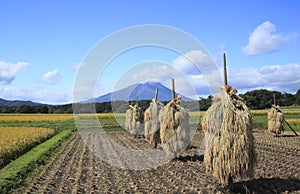 Mt.Iwate and Landscape of rice field photo