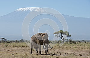 Mt Kilimanjaro with elephant