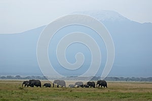 Mt. Kilimanjaro and elephants
