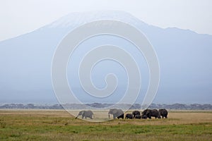 Mt. Kilimanjaro and herd of African elephants