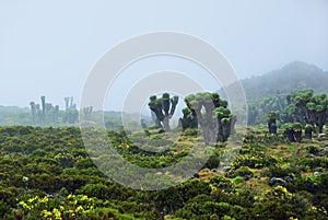 Mt Kilimanjaro scenery, Tanzania, Africa