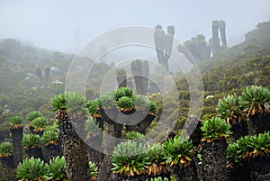 Mt Kilimanjaro scenery, Tanzania, Africa