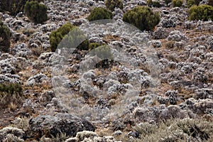 Mt Kilimanjaro, Tanzania, Africa