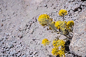 Mt. Lassen draba (Draba aureola) wildflowers blooming among rocks on the high elevation trails of Lassen Volcanic National Park,