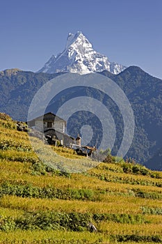 Mt. Machhapuchhare and village