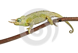 Mt. Meru Jackson's Chameleon