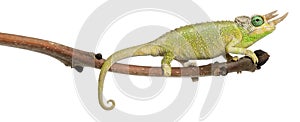 Mt. Meru Jackson's Chameleon
