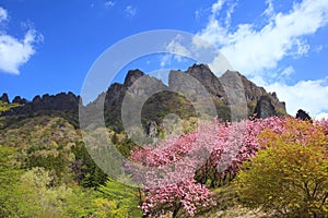 Mt. Myougi in spring