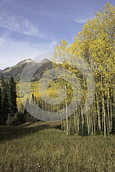 Mt. Owen and Ruby Peak with Changing Aspen