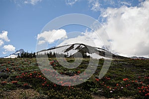 Mt. Rainier Background at National Park