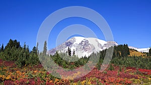 Mt Rainier Fall Colors Cloudless Blue Sky