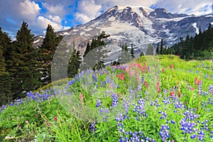 Mt. Rainier and flowers