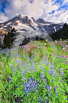 Mt. Rainier and flowers