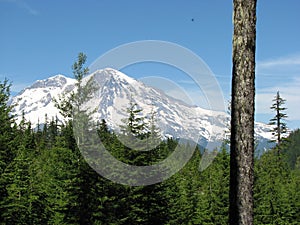 Mt. Rainier from the forest